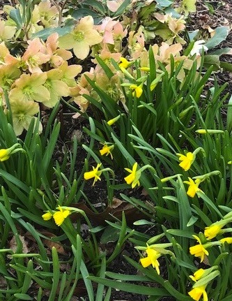 Hellebores and daffodils