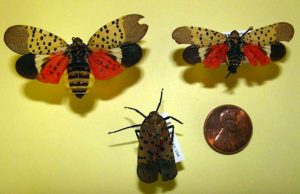 spotted lanternfly