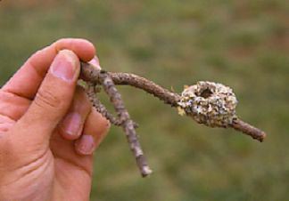 hummingbird nest