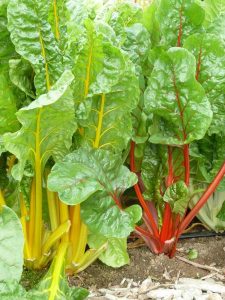 swiss chard