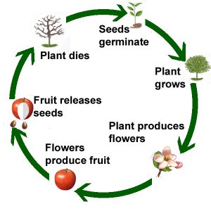 Plant life cycle