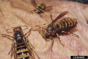 European Hornet