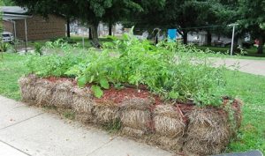 straw bale garden