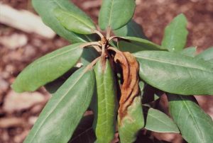 phytopthora on rhododendron