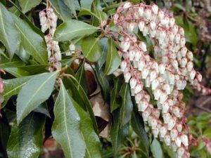 pieris japonica