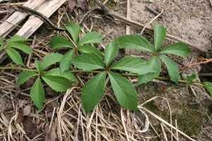 Virginia creeper