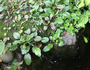 Ajuga