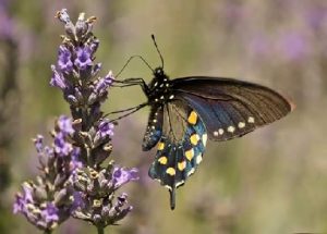 butterfly on flower