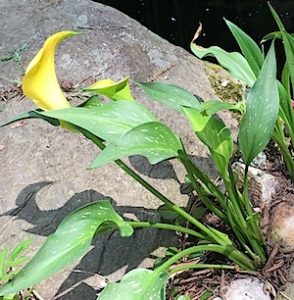 Cala lily