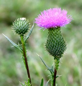 Thistle flower