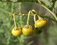 Horse nettle berries