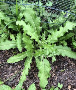 thistle leaves