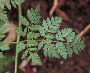 Poison hemlock