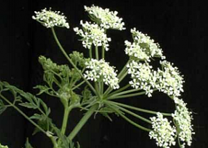 poison hemlock