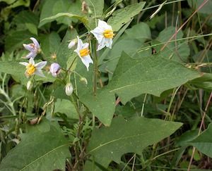 horse nettle