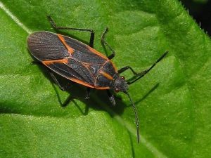 Boxelder Bugs in the Landscape  NC State Extension Publications