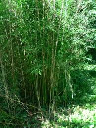 golden bamboo
