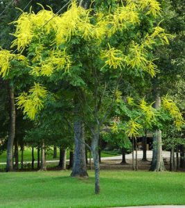 raintree golden fairfax tree dickey gardener pat master