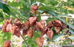 seed pods