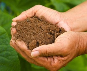 soil in hand