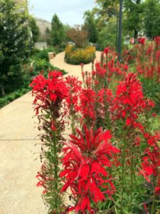 Cardinal Flower Group