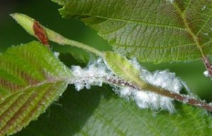 Woolly aphids