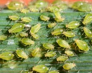 aphids