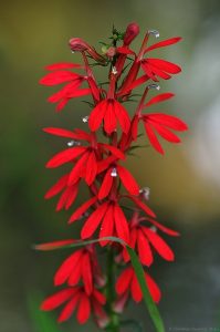 cardinal flower