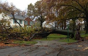 fallen-tree