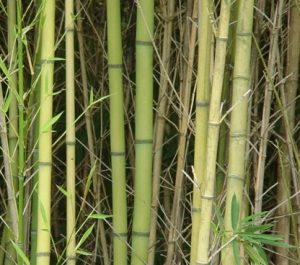 bamboo