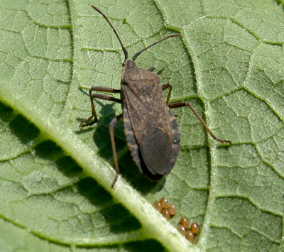 squash bug