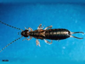 earwig