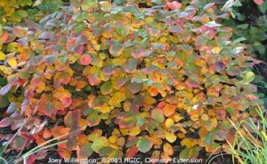 Fothergilla x intermedia ‘Mount Airy’