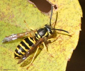 eastern yellowjacket