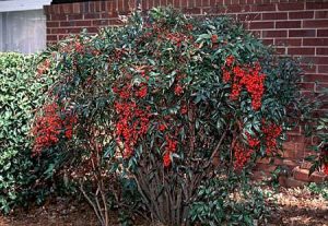 Nandina bush