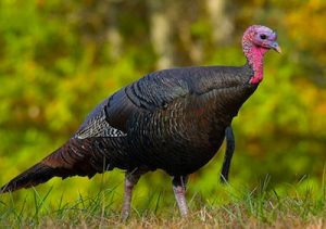 wild turkey