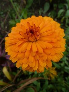 calendula