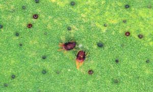 Southern red spider mites