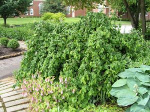 Contorted filbert tree