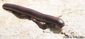 millipede