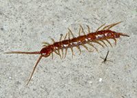 centipede