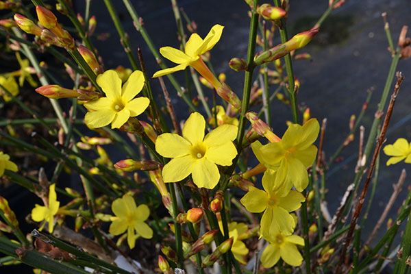 winter jasmine flower