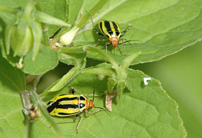 Four Lined Plant Bug