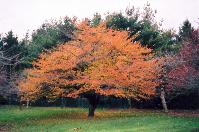 hawthorn fall color