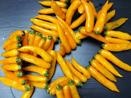 Aji Amarillo pepper