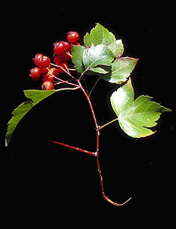 hawthorn fruit and leaves