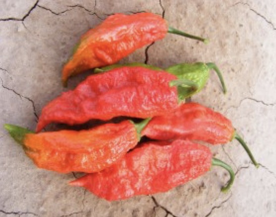 Ghost pepper