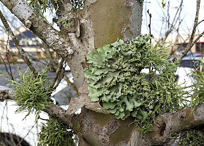 lichen on trunk