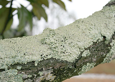 Spreading Squamulose lichen