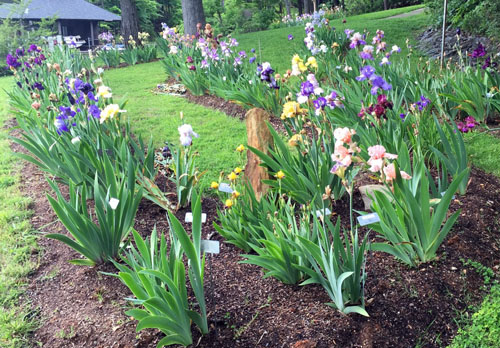 Garden Iris